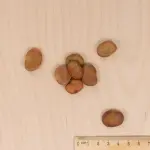 Légumes Secs - Fève Superaguadulce - 20 m - BIO - MEDIA_3D